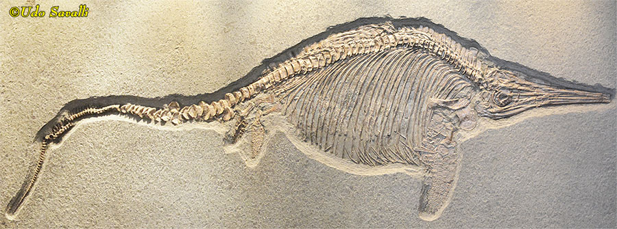Stenopterygius