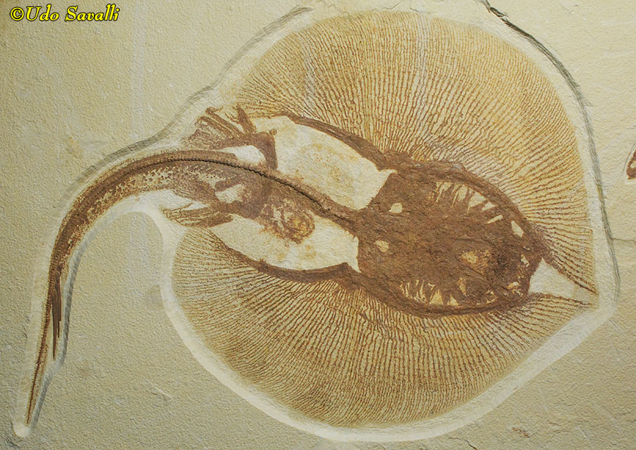 Asterotrygon stingray