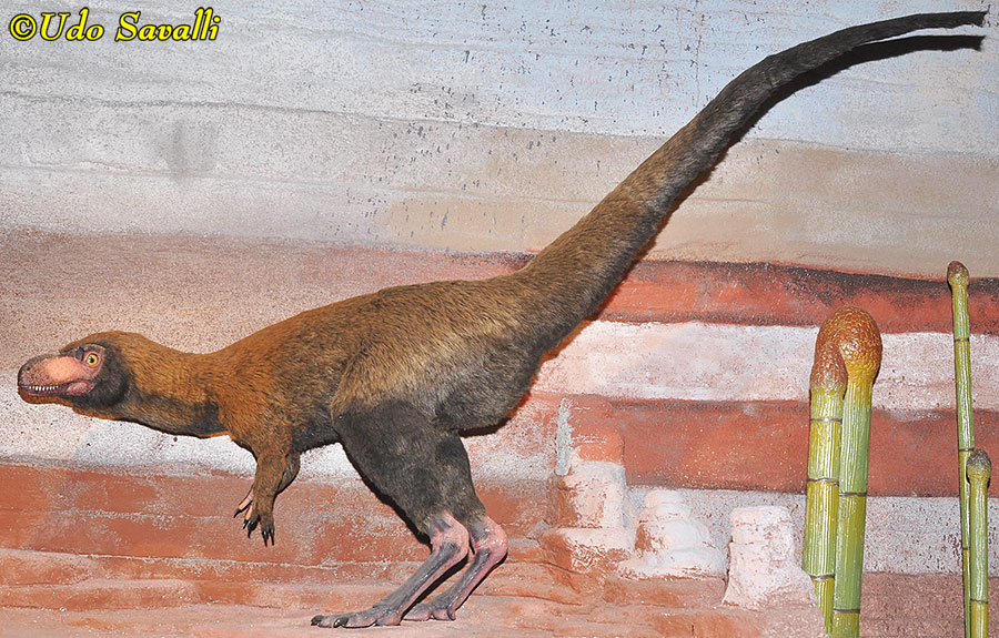 Suskityrannus Model