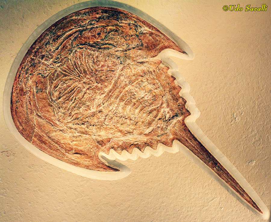 Tachypleus horseshoe crab