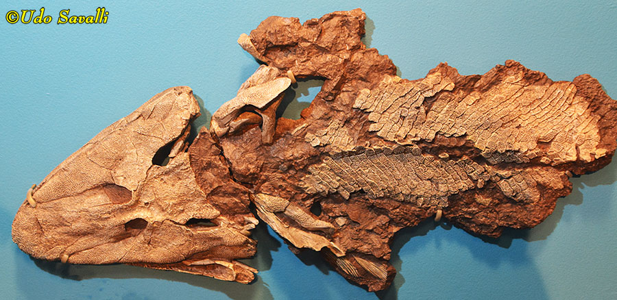 Tiktaalik fossil