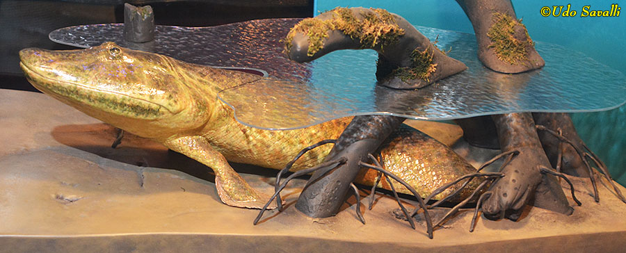 Tiktaalik Model