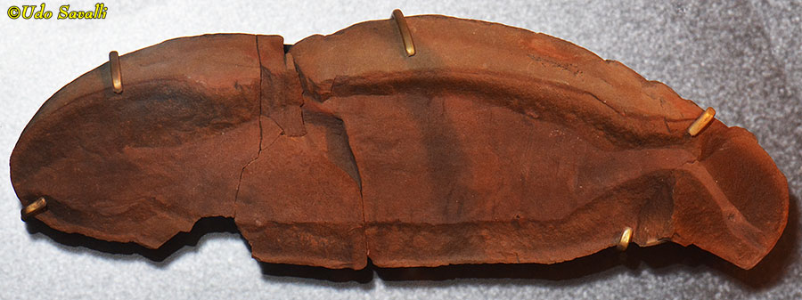Tully Monster Fossil
