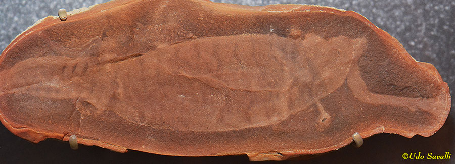 Tully Monster Fossil