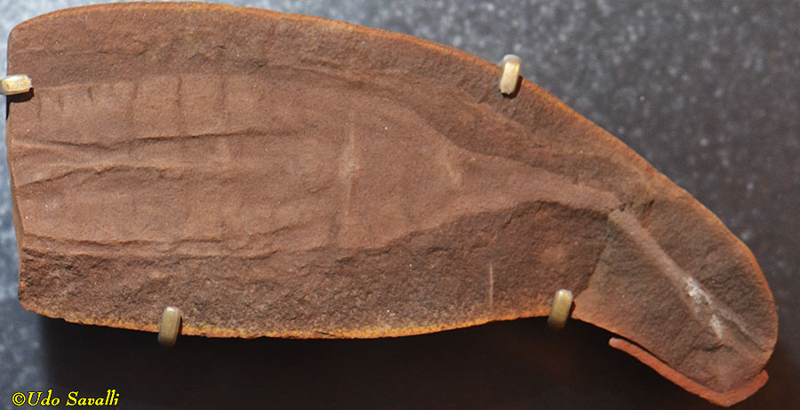 Tully Monster Fossil
