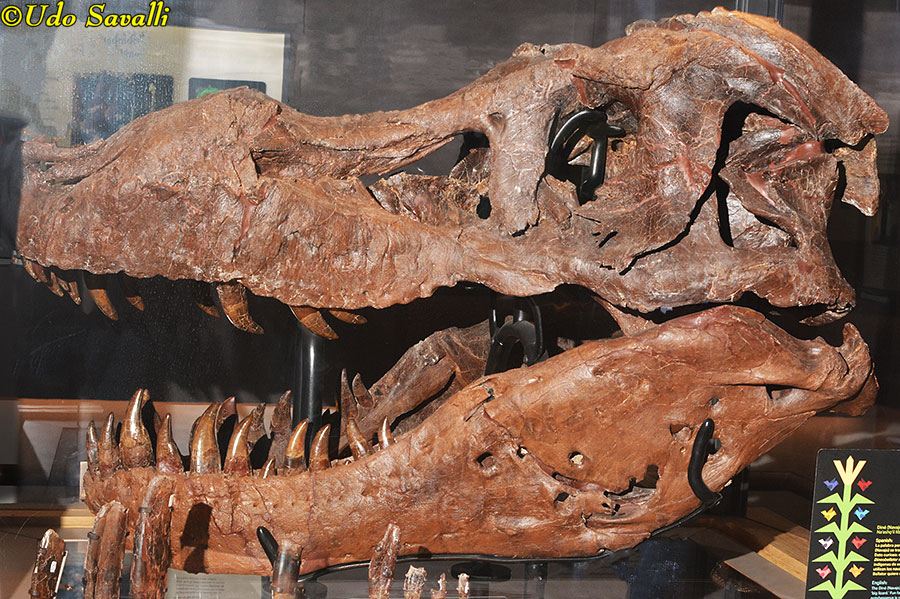 Tyrannosaurus Sue