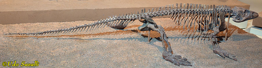 Varanops