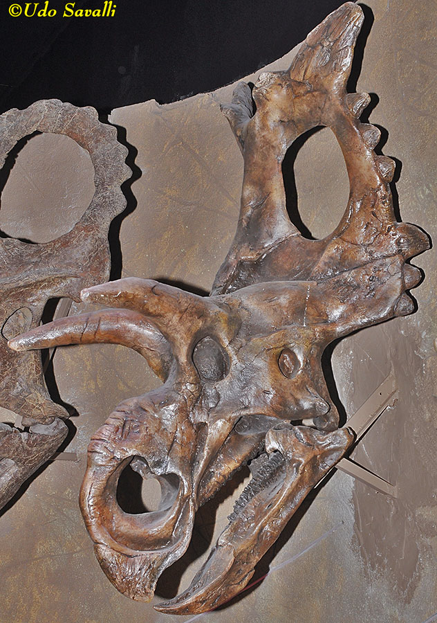 Xenoceratops